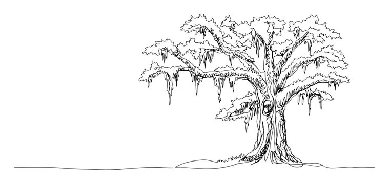 southern live oak tree with spanish moss sketch vector lineart