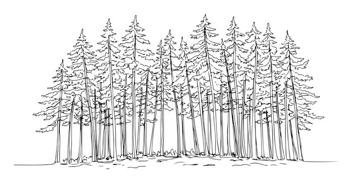 dense pine forest tree line sketch illustration