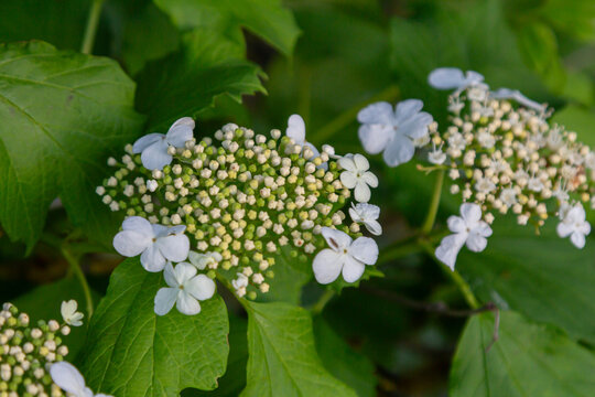 White flowers and lobed leaves of Viburnum opulus with red berries growing in a lush garden during early summer