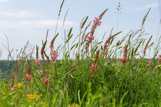 Common sainfoin blossoms in a lush field under clear skies showcasing vibrant pink flowers and healthy green foliage in summer