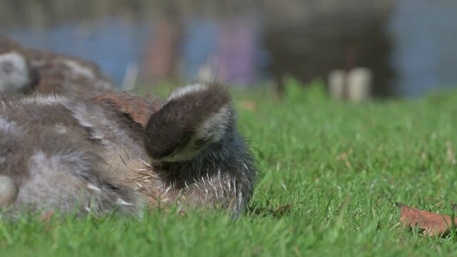 Egyptian Goose (Alopochen aegyptiaca) gosling with the downy feathers being replaced by adult plumage, preening.  April, Kent, UK [Half speed]
