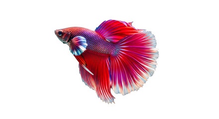 Fototapeta premium Male betta fish with red and pink fins as isolated element