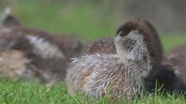 Egyptian Goose (Alopochen aegyptiaca) gosling with the downy feathers being replaced by adult plumage, preening.  April, Kent, UK [Slow motion x4]
