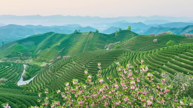 The Enchanting View of Tea Terraces with Flowering Trees