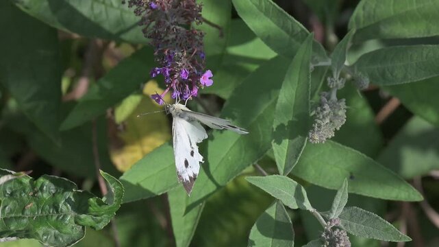 Large White Butterfly (Pieris brassicae) female with badly damaged wings feeding on and flying between Buddleia flowers in slow motion. Kent, UK [Slow motion x10]