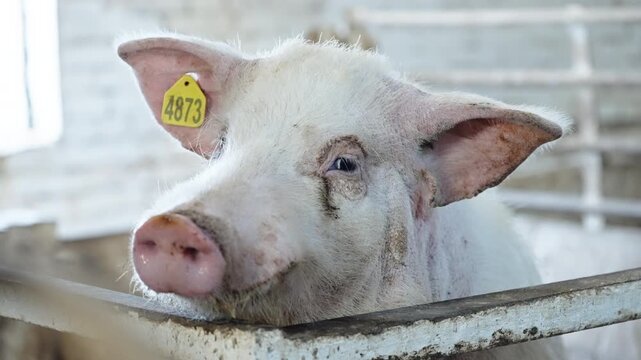 Close-up side profile of a white domestic pig resting its head on a metal trough inside a bright farm pen, capturing its bristled skin and ear in a barn setting