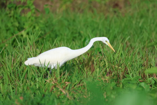 Grande aigrette (Ardea alba) dans zone humide tropicale
