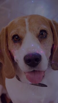 Vertical video: Closeup starting beagle panting, blinking on couch with collar tag and pink overlay