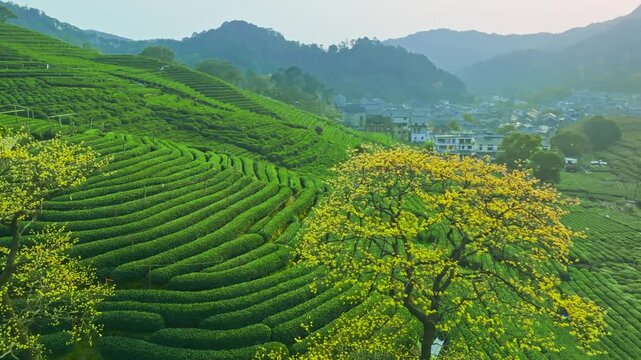The Enchanting View of Tea Terraces with Flowering Trees