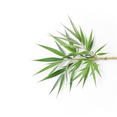 Naklejka premium Close Up of a Green Foliage Branch Isolated Against White Background Studio Shot