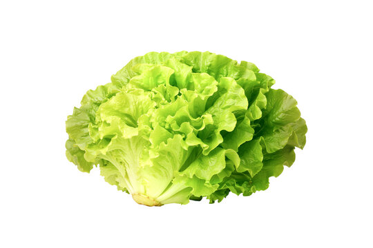 fresh lettuce isolated on white background