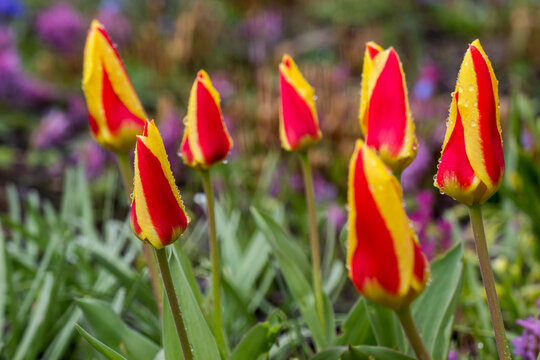 Dewy tulip bud, garden freshness