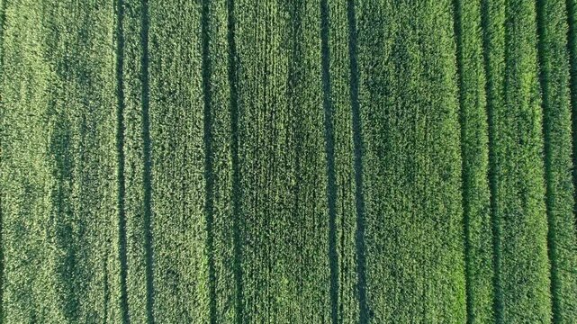 Drone flying over green wheat field showcasing tractor trails, agricultural industry concept, and natural abstract background