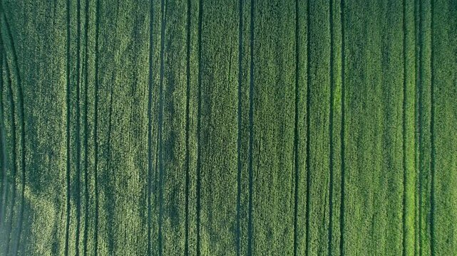Drone flying over a growing green wheat field in the countryside with visible tractor tracks creating a scenic abstract texture