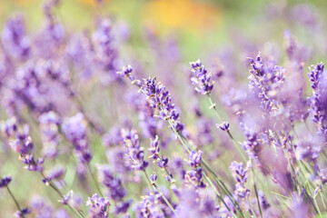 Fototapeta premium Blooming lavender flowers in sunlit field with soft focus and pastel tones