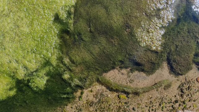 Zen abstract background of green algae and moss moving gently in a clear water stream. Natural textures of aquatic plants and pond scum in a meditative flow.