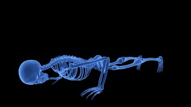 Human Skeleton System Exercising Pushups Anatomy Animation Concept