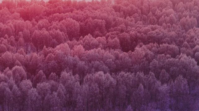 Aerial top view of snow covered winter forest with frosty trees in tranquil landscape with sunset, pink tinting.