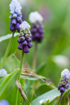 Vibrant muscari in spring meadow