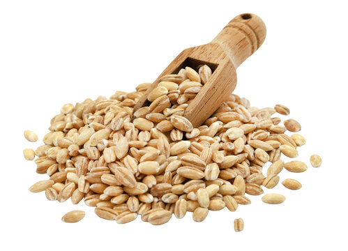 Whole organic pearl barley grain