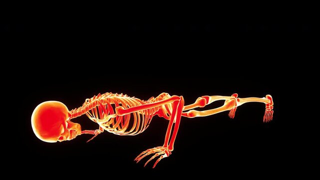 Human Skeleton System Exercising Pushups Anatomy Animation Concept