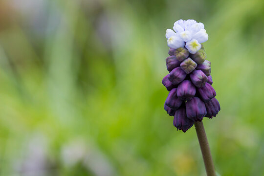 Purple muscari blooms close-up