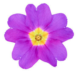 Wonderful spring flower in bright purple or violet, in top view, isolated on white background, including clipping path. © Olaf Simon