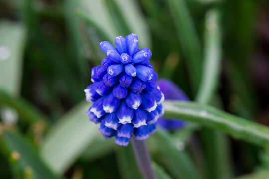 Muscari cluster, fresh morning shot