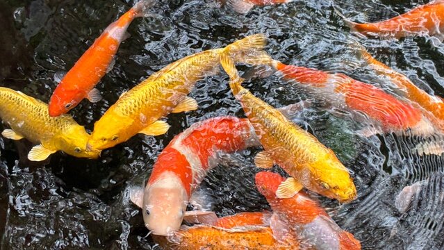 美しい金色の鯉たちの写真。横向き。
