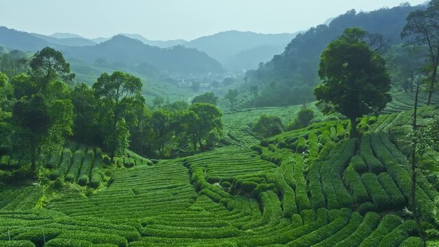 Aerial View of Lush Green Tea Plantation