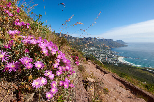 City, coastline and travel destination with flowers, beach and view of environment with mockup space. Ocean, scenery and vygies blossom in nature, empty and sustainability of floral plants outdoor