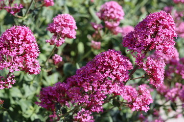 Obraz premium Pink valerian flowers in a garden