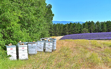 Naklejka premium Lavendelzeit in der Provence, Frankreich