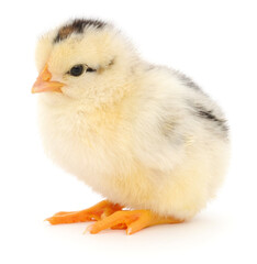 Fototapeta premium Small spotted yellow chicken standing authentic photography