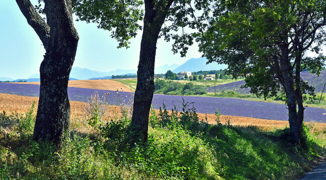 Lavendelzeit in der Provence,  Frankreich