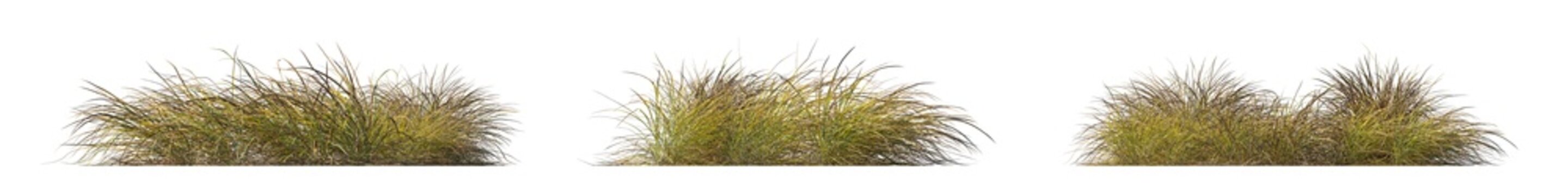 anemanthele lessoniana (pheasant's tail grass, new zealand wind grass, stipa arundinacea) isolated PNG on a transparent background premium nature cutout