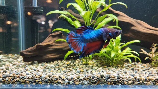A vibrant blue and red betta fish swims near plants and driftwood in a home aquarium with a gravel substrate.