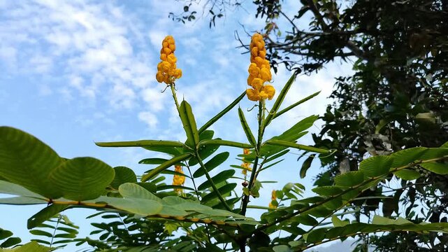 Wide shot of Vibrant yellow flowers bloom atop green stalks. Lush leaves frame the blossoms against a clear sky. Branches stretch upward, adding natural elegance. Nature's delicate beauty captures sti