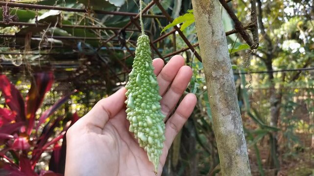 Wide shot of Hand cradles a green, bumpy fruit hanging from a vine. Gently held, it shows nature's textured, spiky design. Vine trails behind, lush and alive in tropical light. Implies freshness
