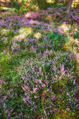 Fototapeta premium Background, growth and nature with plants outdoor in environment for botany or cultivation. Horticulture, spring and wallpaper with purple flowers growing in green ecosystem for sustainability