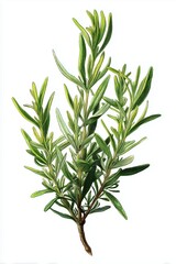 Fototapeta premium A fresh sprig of rosemary showcasing its vibrant green leaves, perfect for culinary and aromatic uses.