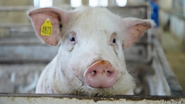 Close-up portraits of a curious white pig with a yellow ear tag resting on a pen railing in a livestock barn, highlighting its pink snout, expressive eyes, and agricultural setting