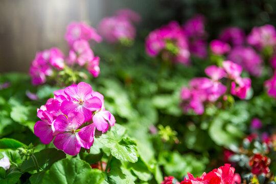 Pink flower garden with morning day light, spring season, nature background