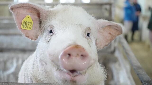 Close-up of a friendly pink pig with an ear tag smiling in a metal pen at an indoor farm, showing its snout and teeth with soft light and a blurred barn background