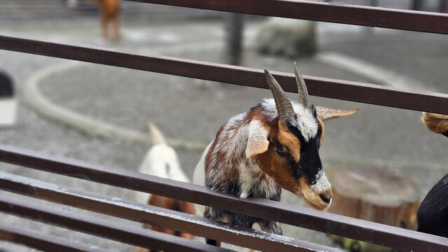 Playful Pygmy goats in wooden fence enclosure, small breed pet goats with brown and white fur, rustic agricultural farm attraction and lively domestic livestock