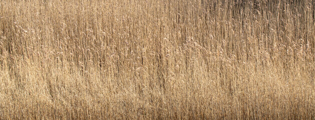 Naklejka premium Wide panoramic background texture of dry yellow reeds in autumn field for nature environment wallpaper and seasonal outdoor landscape design concept