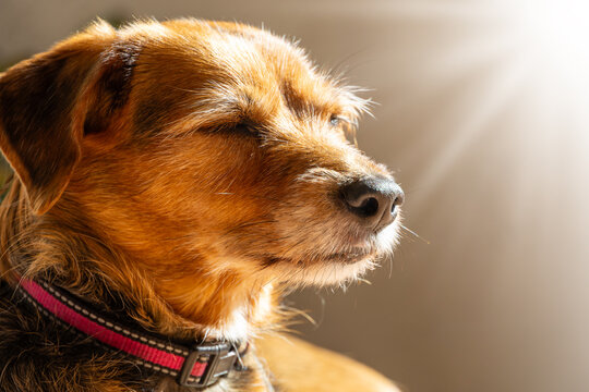 Cute dog sunbathing with eyes closed in warm sunlight