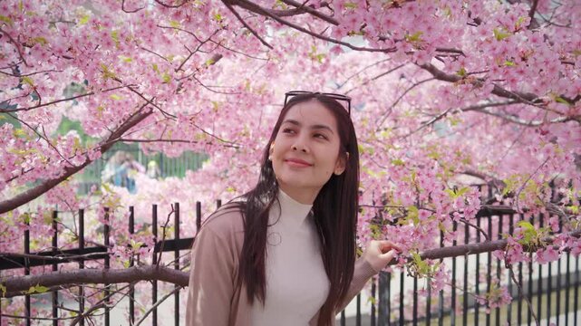 Smiling asian woman looking up at pink cherry blossom or sakura tree blooming in Japan