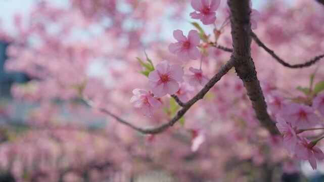 Vibrant Sakura Cherry Blossom blooming in garden during springtime