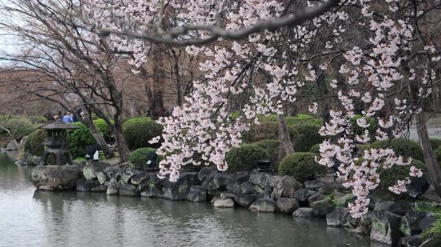 Sakura Cherry Blossom blooming in pond garden during springtime